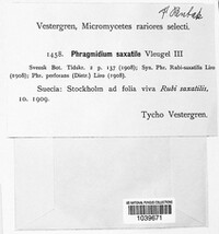 Phragmidium saxatile image